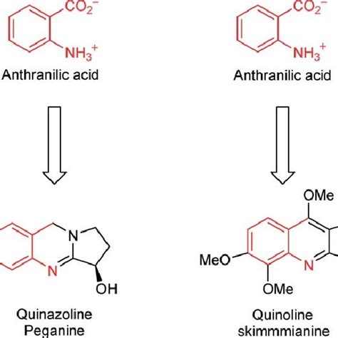 Biosynthesis of vindoline and vinblastine. | Download Scientific Diagram