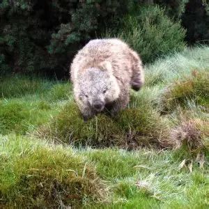 Common Wombat - Facts, Diet, Habitat & Pictures on Animalia.bio