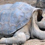 Pinta Island Tortoise Facts and Pictures