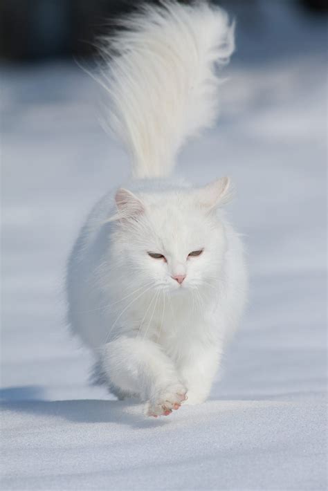 white long haired cat walking in the snow like a boss | Angora cats ...