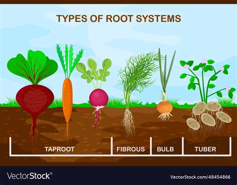 Types root systems of plants Royalty Free Vector Image