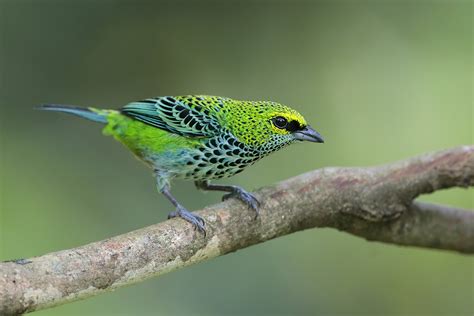 Speckled Tanager photo - Greg Lavaty photos at pbase.com