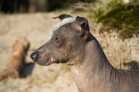 Naqui - Peruvian Hairless Dog | 27 March 2011 Soestduinen, T… | Flickr