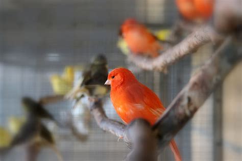 Top Canary Bird Breeds A-Z - The Happy Chicken Coop