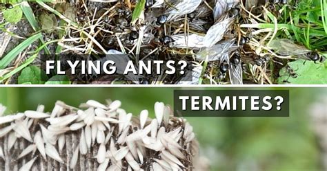 Flying Ants vs Termites | ABC Termite & Pest Control | Omaha & Lincoln