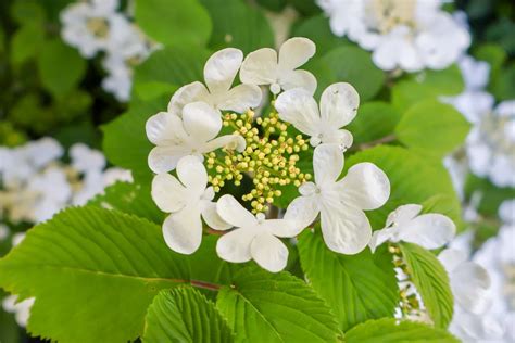 Viburnum plicatum - Ian Barker Gardens