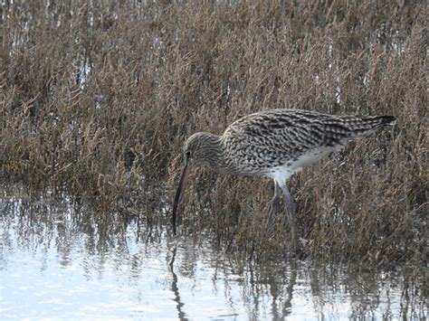 Curlew | Curlew - taken at Flat Beach, Rye Harbour Nature Re… | Flickr