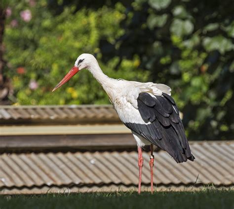 Pictures and information on White Stork