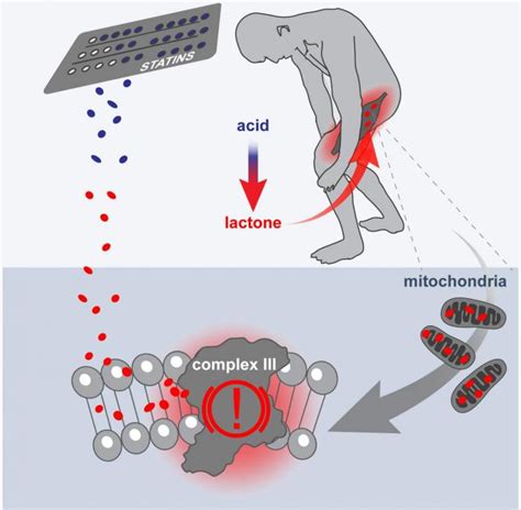 Scientists identify mechanism behind statin-induced muscle weakness