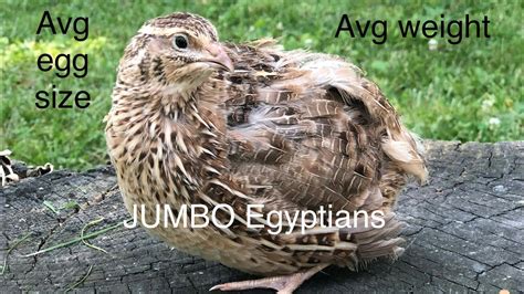 All about the JUMBO EGYPTIAN quail - YouTube