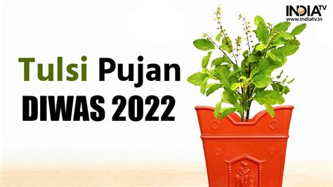 Tulsi Pujan Diwas 2022: Date, significance & puja vidhi; know why you should worship Tulsi ...