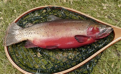 Fish Utah -- Division of Wildlife Resources