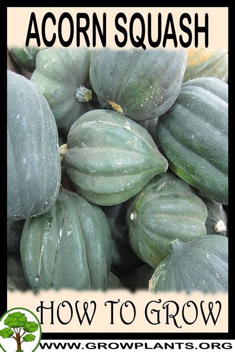 How to grow Acorn squash | Squash plant, Acorn squash, Growing squash