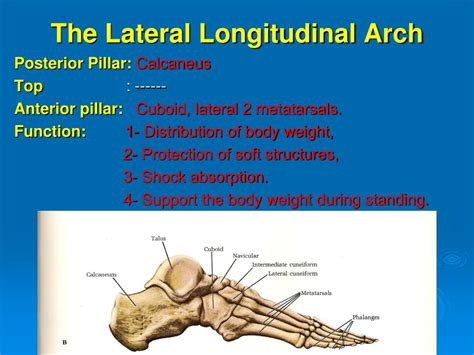 PPT - Arches of the foot PowerPoint Presentation, free download - ID:1453796