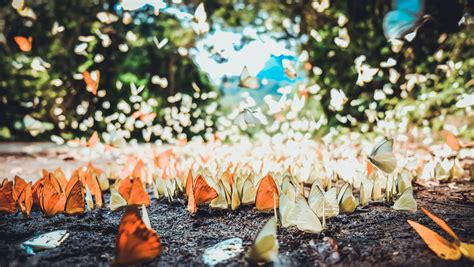 Butterflies season in Cuc Phuong National Park. - vietnam-online