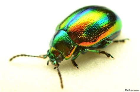 ~I Can Sing A Rainbow~ | Beetle insect, Bugs and insects, Insect photos