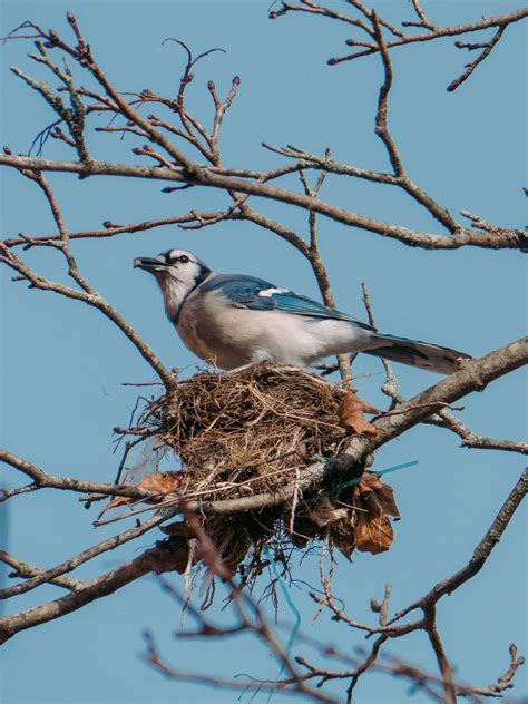 How to Identify Blue Jay Eggs & Their Nest