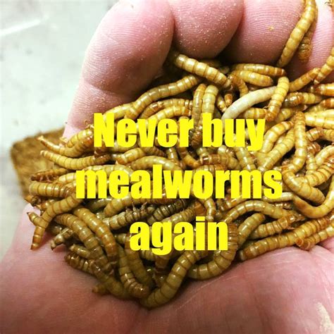 Mealworm Farm starter kit - 1000 mealworms - 100 beetles – PNW Mealworms