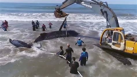 Giant beached humpback whale rescued in Argentina - YouTube