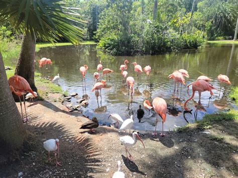 Sarasota Jungle Gardens - Sarasota, Florida - Top Brunch Spots