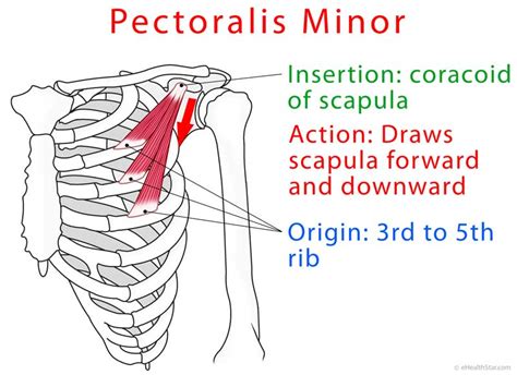 Pectoralis minor origin insertion action | Muscle anatomy, Human ...