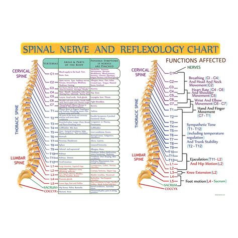 Spinal Nerve and Reflexology Diagram Prints by Hearts for - Etsy