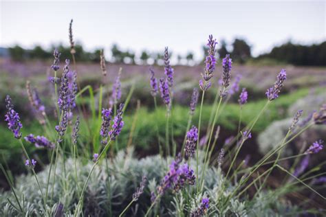 Lavender Blooming Season - Ali'i Kula Lavender