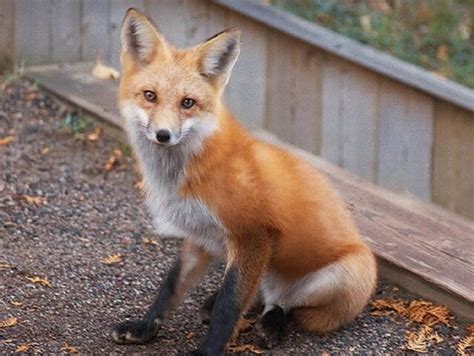 10 Fascinating Facts About Foxes (With Photos)