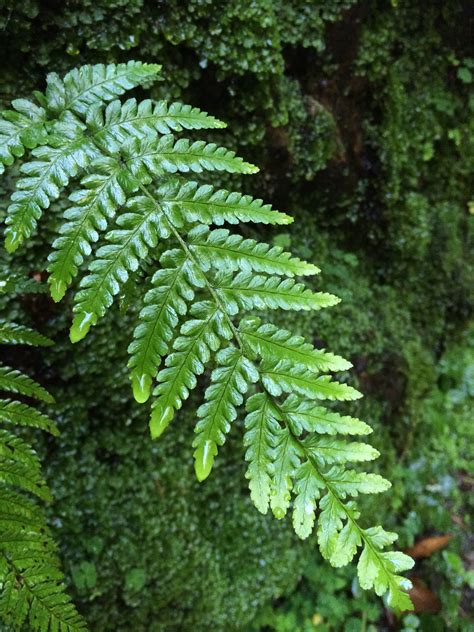 Leaf, Nature, Fern, Leaves, Green, green color, plant free image | Peakpx