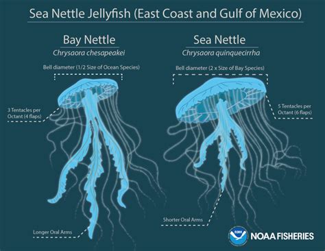 New discovery: Common jellyfish is actually two species (Constantine Alexander's Journal)