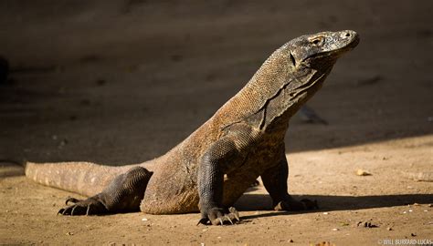 Rinca Island Dragon | Will Burrard-Lucas