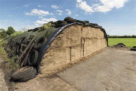 Ensilage On A Dairy Farm Inventory Enter Holland Photo Background And ...