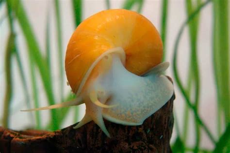 List of Freshwater Aquarium Snails. Pros and Cons - Shrimp and Snail Breeder