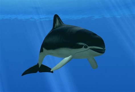 Spectacled Porpoise Partner | Endless Ocean Wiki | Fandom