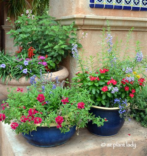 Create a Hummingbird Garden in a Container - Ramblings from a Desert Garden