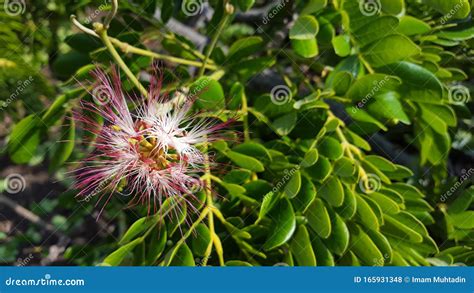 Beautiful Samanea Saman Flower with Pink Color Stock Photo - Image of flowers, flowering: 165931348