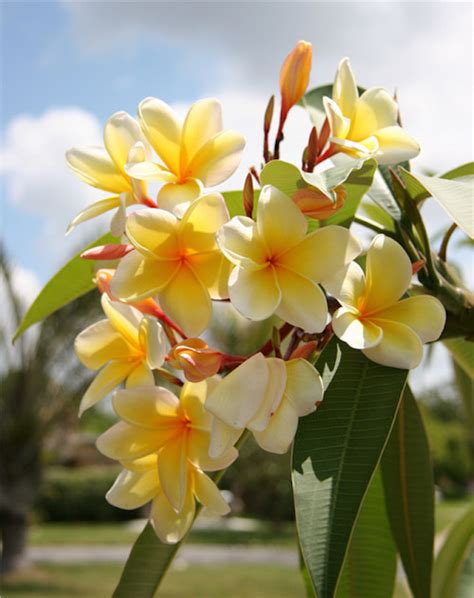 Frangipani Trees Long Blooming & Fragrant - Daylilies in Australia