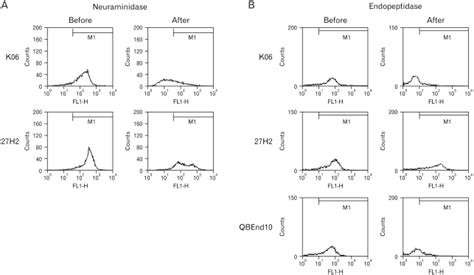 Identification of class III epitopes of CD34 by neuraminidase and ...