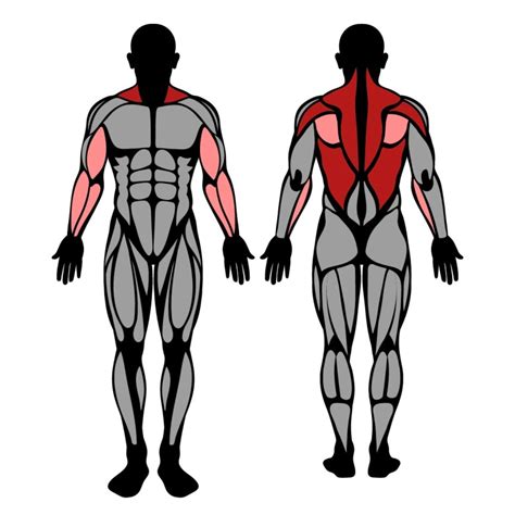 Seated Machine Row: Muscles Worked & Technique – StrengthLog