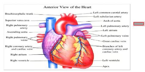 Image Occlusion: Detached from Image Occlusion template after using ...