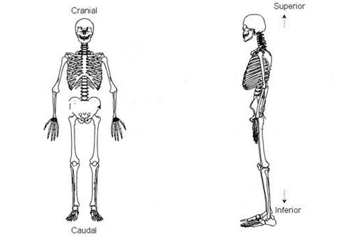 Pin on cranial and caudal