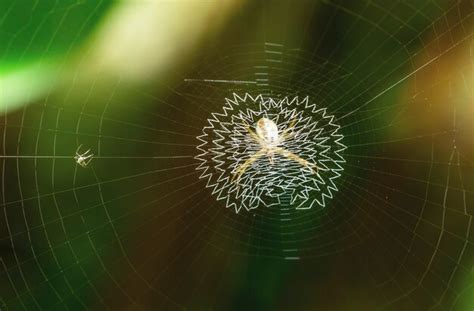 Premium Photo | Spider on cobweb