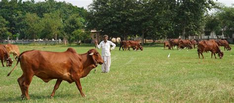 Gaushala (Cow Shed) & Gas Plant – Gokuldham