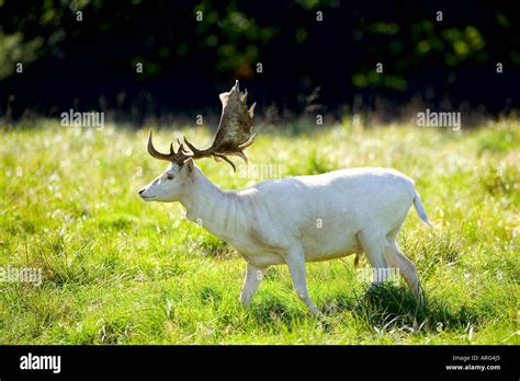 White sika deer Stock Photo - Alamy