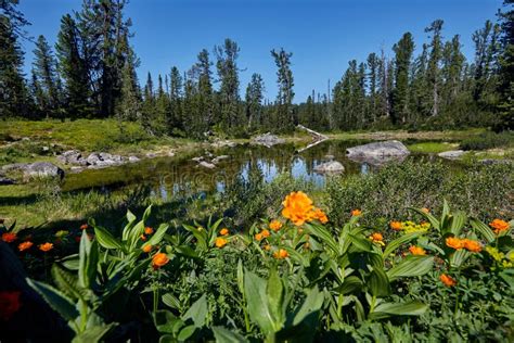 Rare Mountain Plants and Flowers Grow Near the Mountain Stream O Stock ...