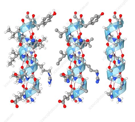 Alpha helix, illustration - Stock Image - C056/3097 - Science Photo Library