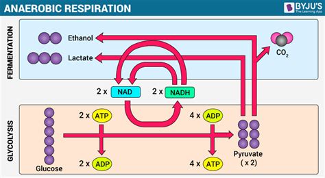 How Is Atp Formed In Cellular Respiration - Wasfa Blog