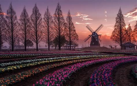 Download wallpapers tulips, windmill, sunset, field of tulips, Netherlands, Dutch tulips for ...