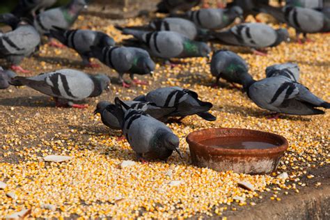 What Do Pigeons Eat - Pigeon Food Guide - NE Pigeon Supplies