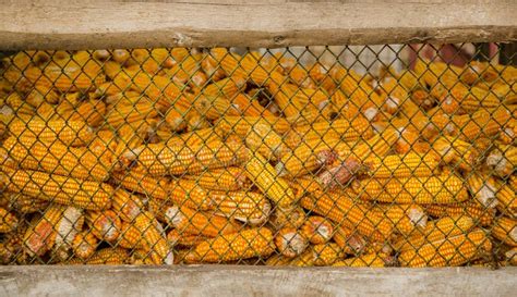 Dry Corn Storage stock image. Image of farm, cage, field - 16955007